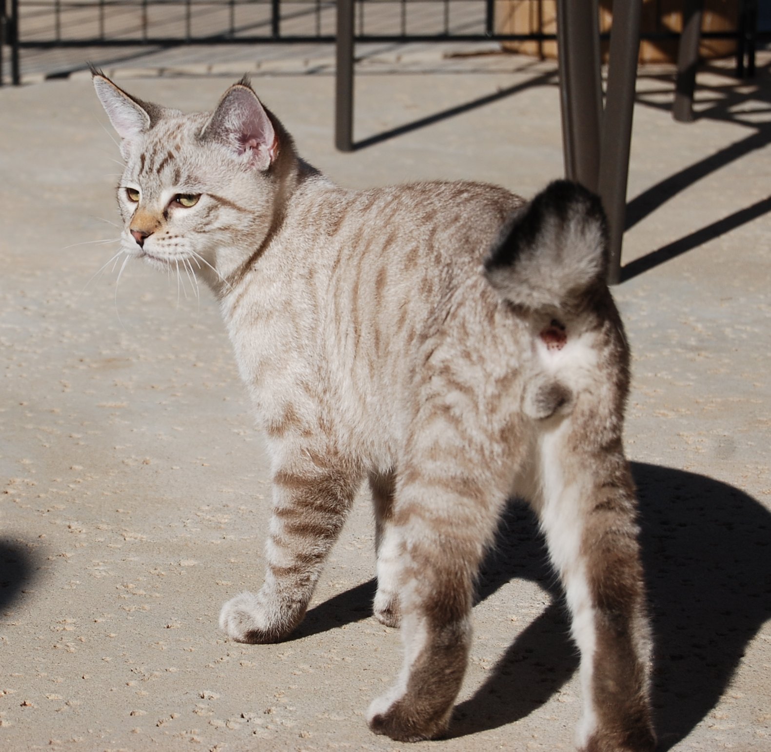 american bobtail breed