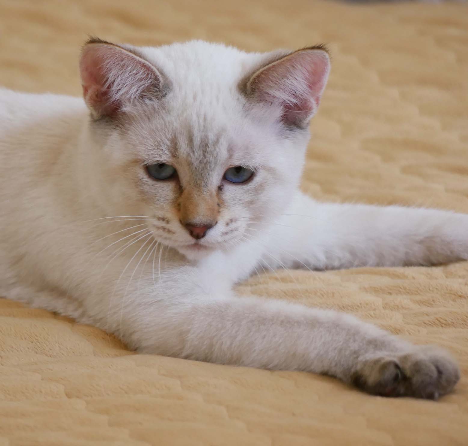 names for tabby kittens